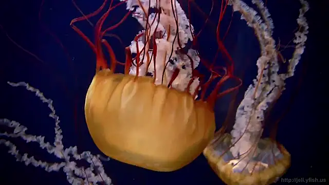 streamy test13 online show from 21, 3, 2025