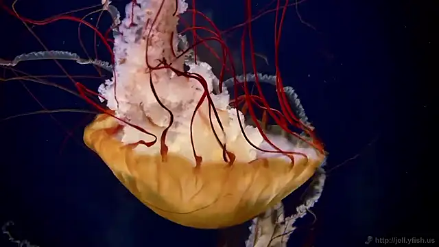 streamy test15 online show from 31, 10, 2025