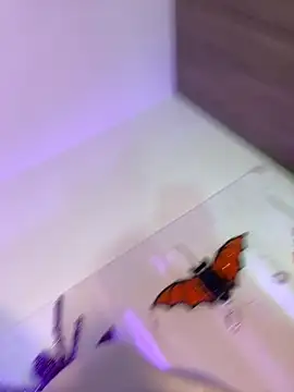 Snapshot of mikuru_hara chatting on 5, 10, 2025 mikuru hara online show from 5, 10, 2025