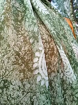 Cute Suhani online show from 11, 11, 2025