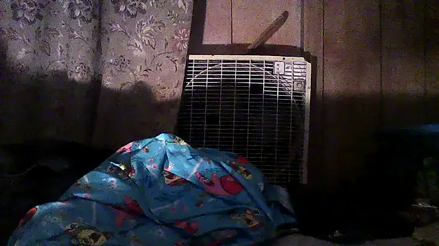 Snapshot of luke_thighwalker2469 chatting on 2, 12, 2025 luke thighwalker2469 online show from 2, 12, 2025