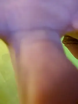 Snapshot of jorwee chatting on 15, 1, 2025 jorwee online show from 15, 1, 2025