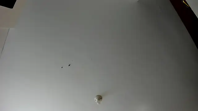 evely coelloo online show from 5, 11, 2025