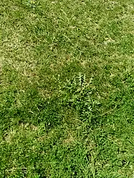 Snapshot of Gururonny07 chatting on 5, 3, 2025 Gururonny07 online show from 5, 3, 2025