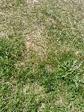 Snapshot of Gururonny07 chatting on 6, 3, 2025 Gururonny07 online show from 6, 3, 2025