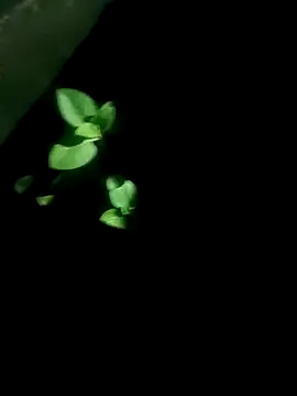 Snapshot of AloneDick chatting on 17, 10, 2025 AloneDick online show from 17, 10, 2025