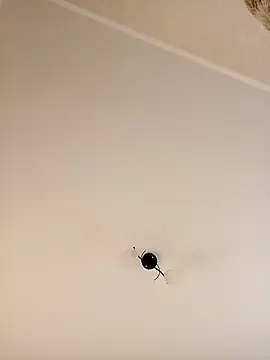 Snapshot of YuliannaFox chatting on 24, 12, 2024 YuliannaFox online show from 24, 12, 2024