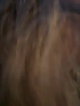 Lombada online show from 13, 11, 2025