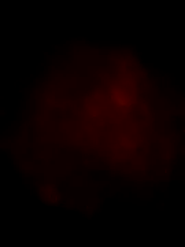 Snapshot of Ozomitro chatting on 13, 3, 2025 Ozomitro online show from 13, 3, 2025