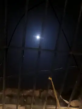 Snapshot of jellydicks chatting on 11, 1, 2025 jellydicks online show from 11, 1, 2025