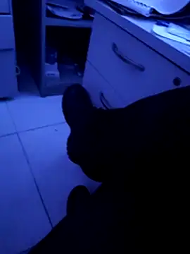 pedritolobito online show from 11, 4, 2026