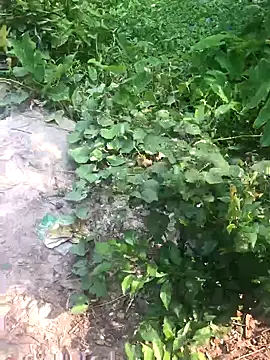 Snapshot of GapingConker chatting on 9, 11, 2025 GapingConker online show from 9, 11, 2025