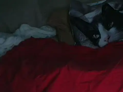 VeneRed online show from 11, 10, 2025