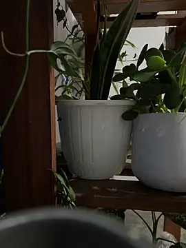 alburt 1996 online show from 30, 12, 2024