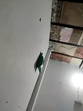 Masti441 online show from 11, 2, 2025