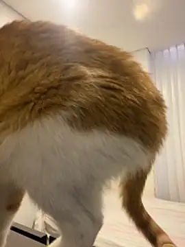 Snapshot of girl_anni chatting on 31, 10, 2025 girl anni online show from 31, 10, 2025