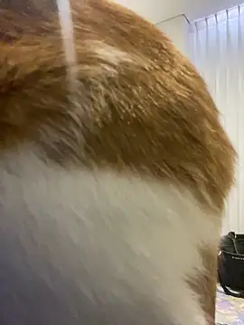 Snapshot of girl_anni chatting on 11, 11, 2025 girl anni online show from 11, 11, 2025