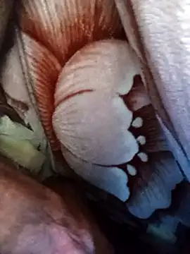 Snapshot of dick-boy-arabic1 chatting on 17, 12, 2024 dick-boy-arabic1 online show from 17, 12, 2024