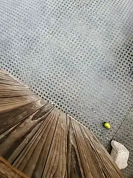 Snapshot of tesaodaweb chatting on 15, 12, 2025 tesaodaweb online show from 15, 12, 2025