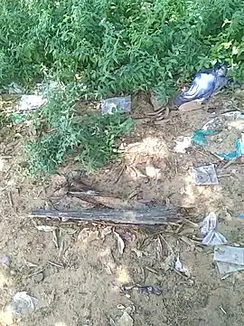 teluguu-rajj online show from 21, 10, 2025