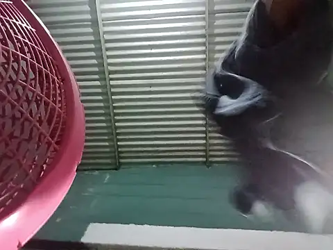 Rpra online show from 10, 3, 2025