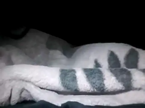 LaneYam online show from 28, 3, 2026