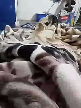 Playboy bhabhi 00 online show from 6, 2, 2025