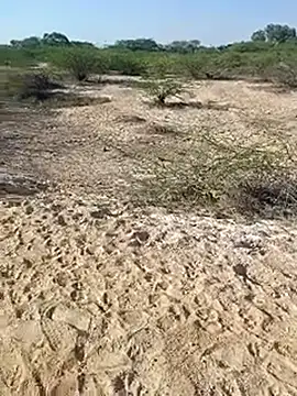 Delhi BoyBigcock online show from 11, 3, 2025