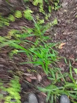 paugrosso553 online show from 19, 3, 2026