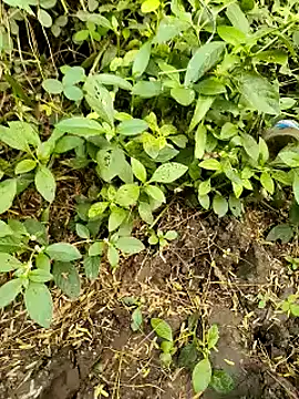 himvilohi08 online show from 20, 10, 2025