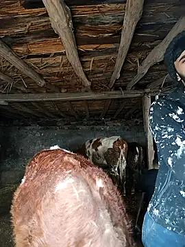 Zor12347 online show from 4, 2, 2026