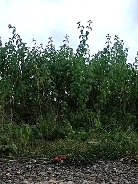 Snapshot of telugu-341 chatting on 21, 9, 2025 telugu-341 online show from 21, 9, 2025