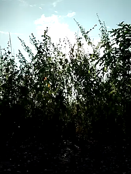 Snapshot of telugu-341 chatting on 20, 10, 2025 telugu-341 online show from 20, 10, 2025