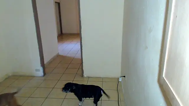 BlondZilla online show from 1, 2, 2026