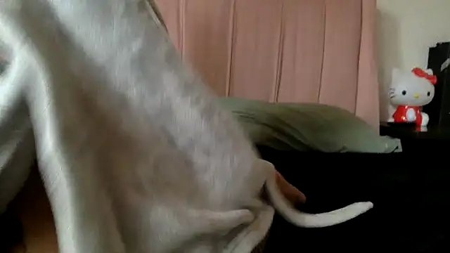 Akanett cxtt online show from 11, 10, 2025