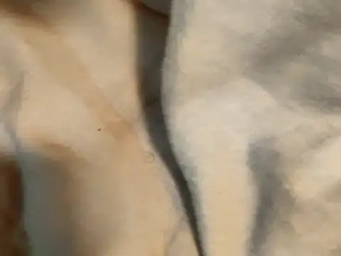 Snapshot of Pollagorda_34877 chatting on 19, 11, 2025 Pollagorda 34877 online show from 19, 11, 2025