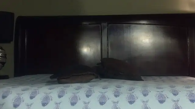 Snapshot of Hornylouisewil chatting on 21, 11, 2025 Hornylouisewil online show from 21, 11, 2025