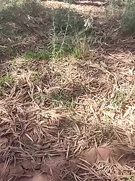 sonotutto online show from 10, 10, 2025