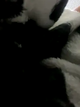 Sallem Pink online show from 9, 10, 2025