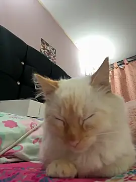 saranghae  online show from 11, 11, 2025