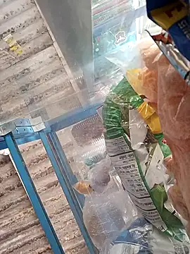 Snapshot of Lorenasex chatting on 15, 11, 2025 Lorenasex online show from 15, 11, 2025