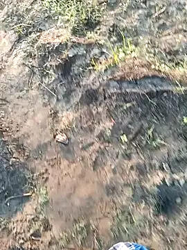 dolphiinn online show from 6, 3, 2026