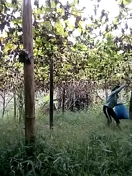 ngan-cute online show from 22, 10, 2025