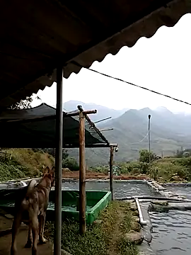 ngan-cute online show from 21, 11, 2025