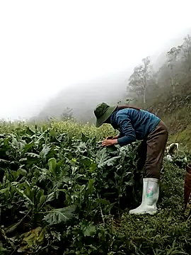 ngan-cute online show from 12, 3, 2026