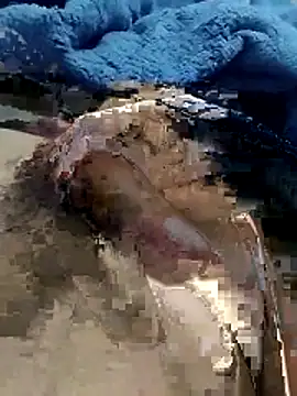 hdz3012 online show from 15, 11, 2025