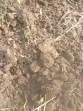 Snapshot of Susila_ji chatting on 20, 11, 2025 Susila ji online show from 20, 11, 2025