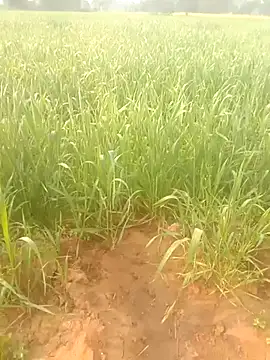 Susila ji online show from 18, 1, 2026