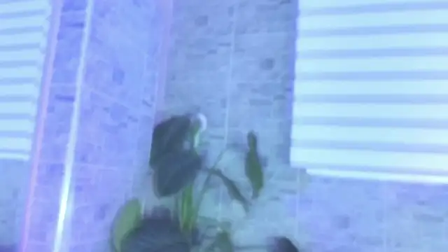 Snapshot of SophiaBloss chatting on 22, 11, 2025 SophiaBloss online show from 22, 11, 2025