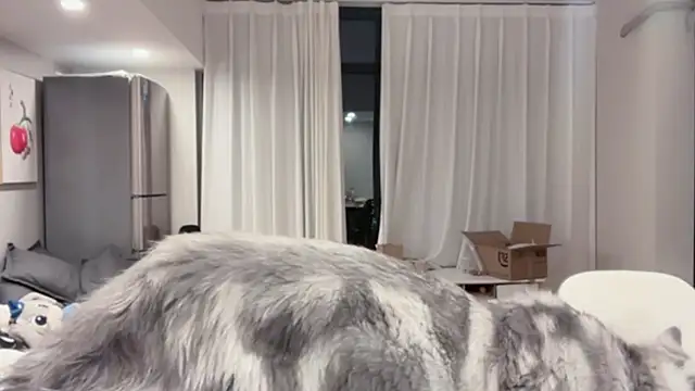 Snapshot of ZhaoZhao-ZM chatting on 11, 10, 2025 ZhaoZhao-ZM online show from 11, 10, 2025